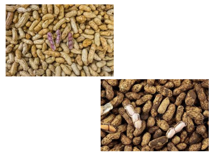 Arachide frais