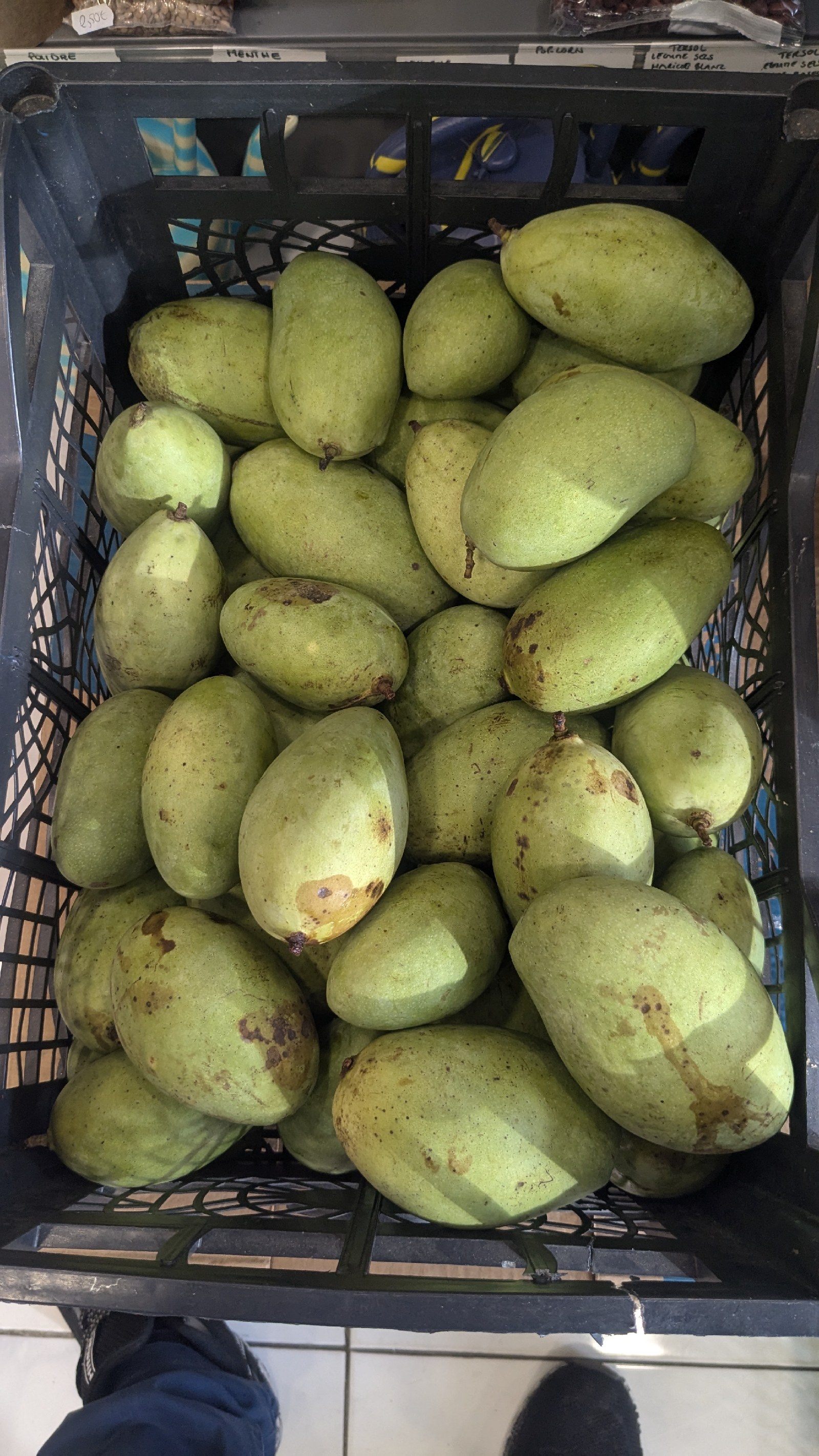 Mangue
