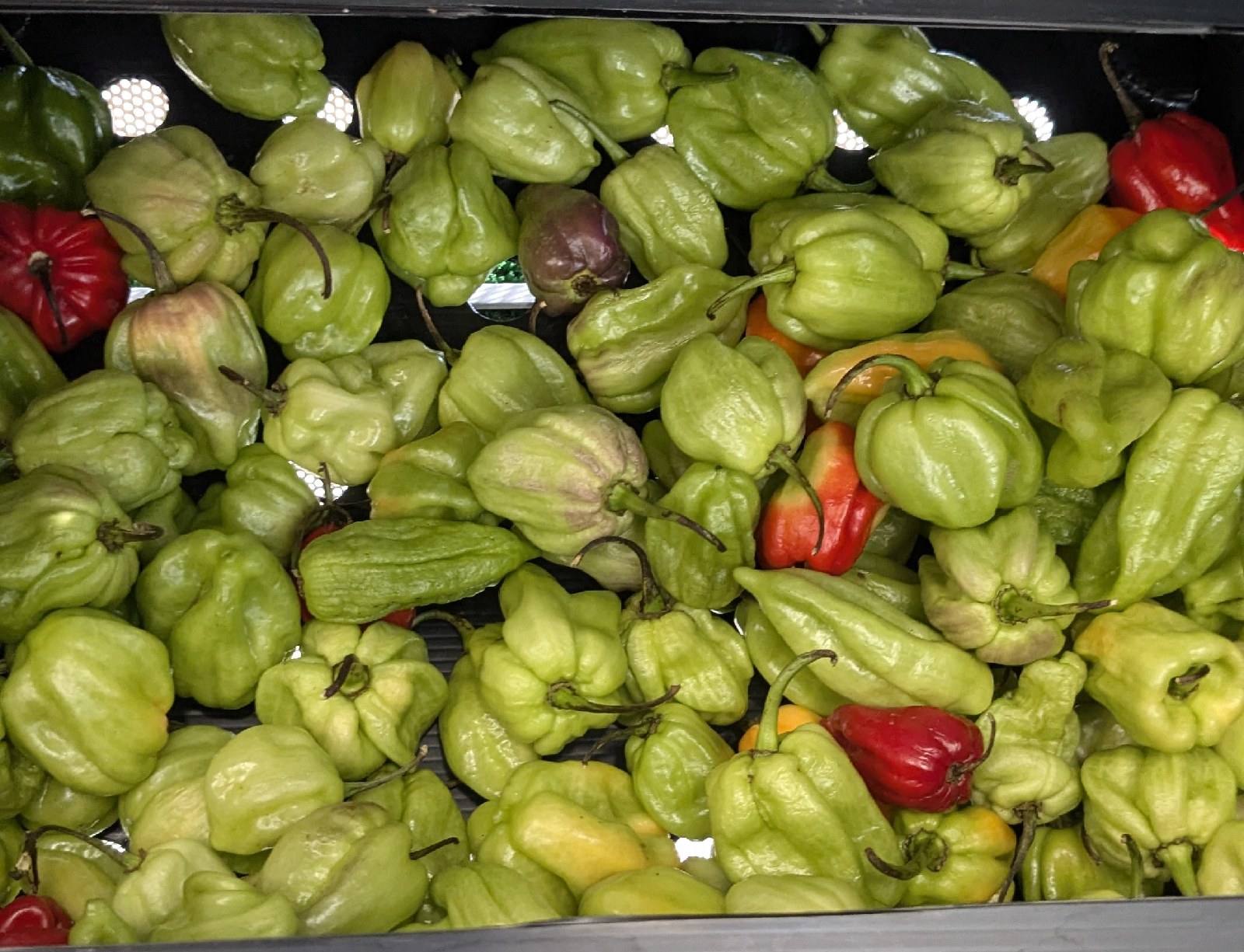 piment frais