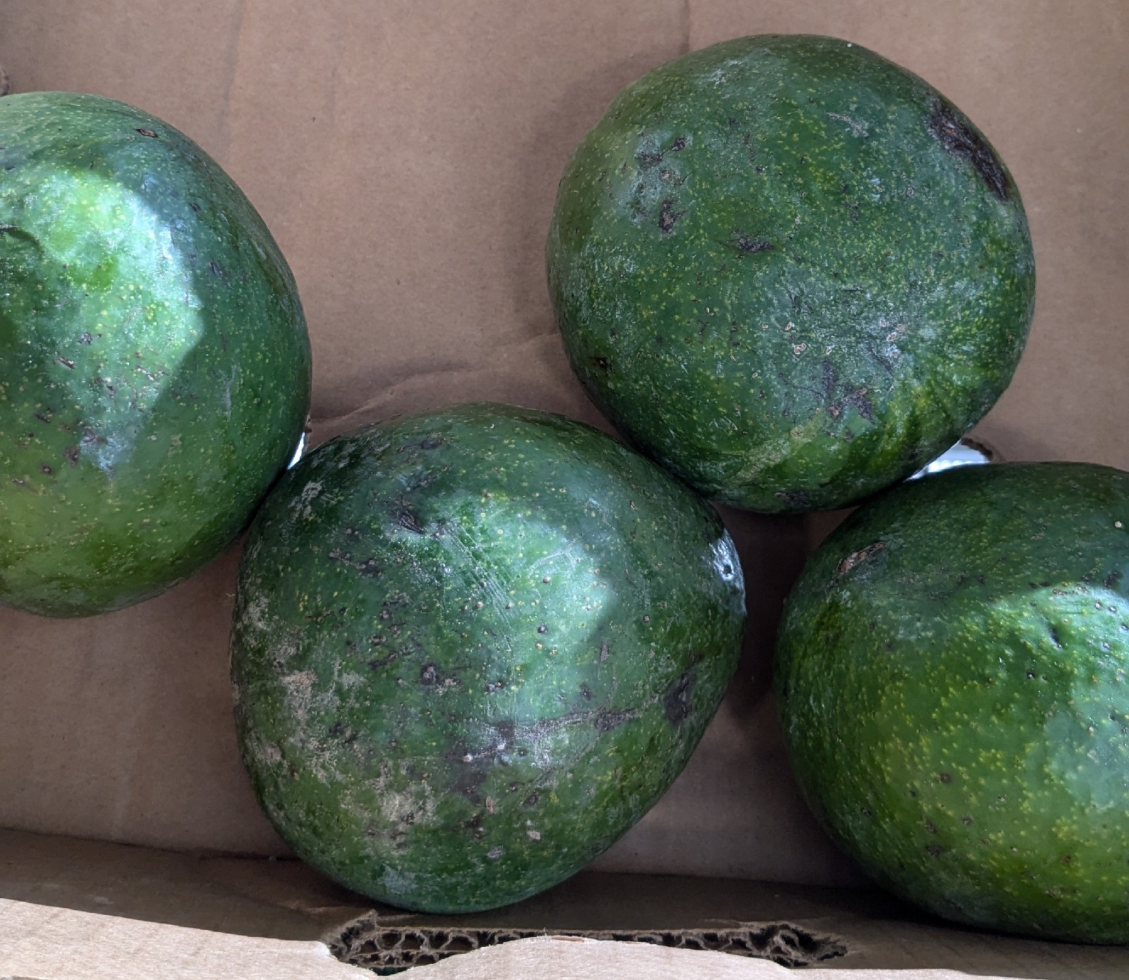Avocat