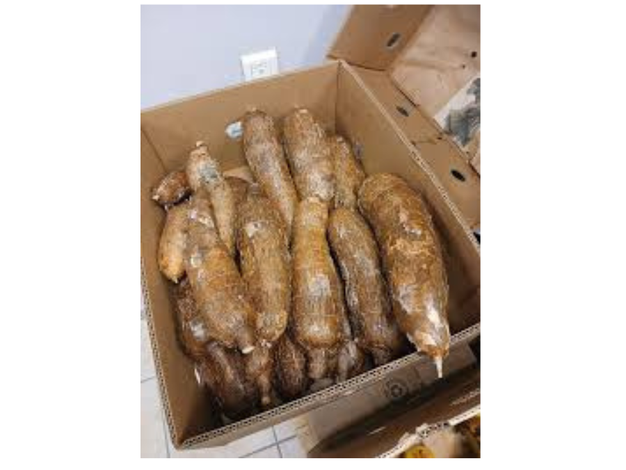 Manioc