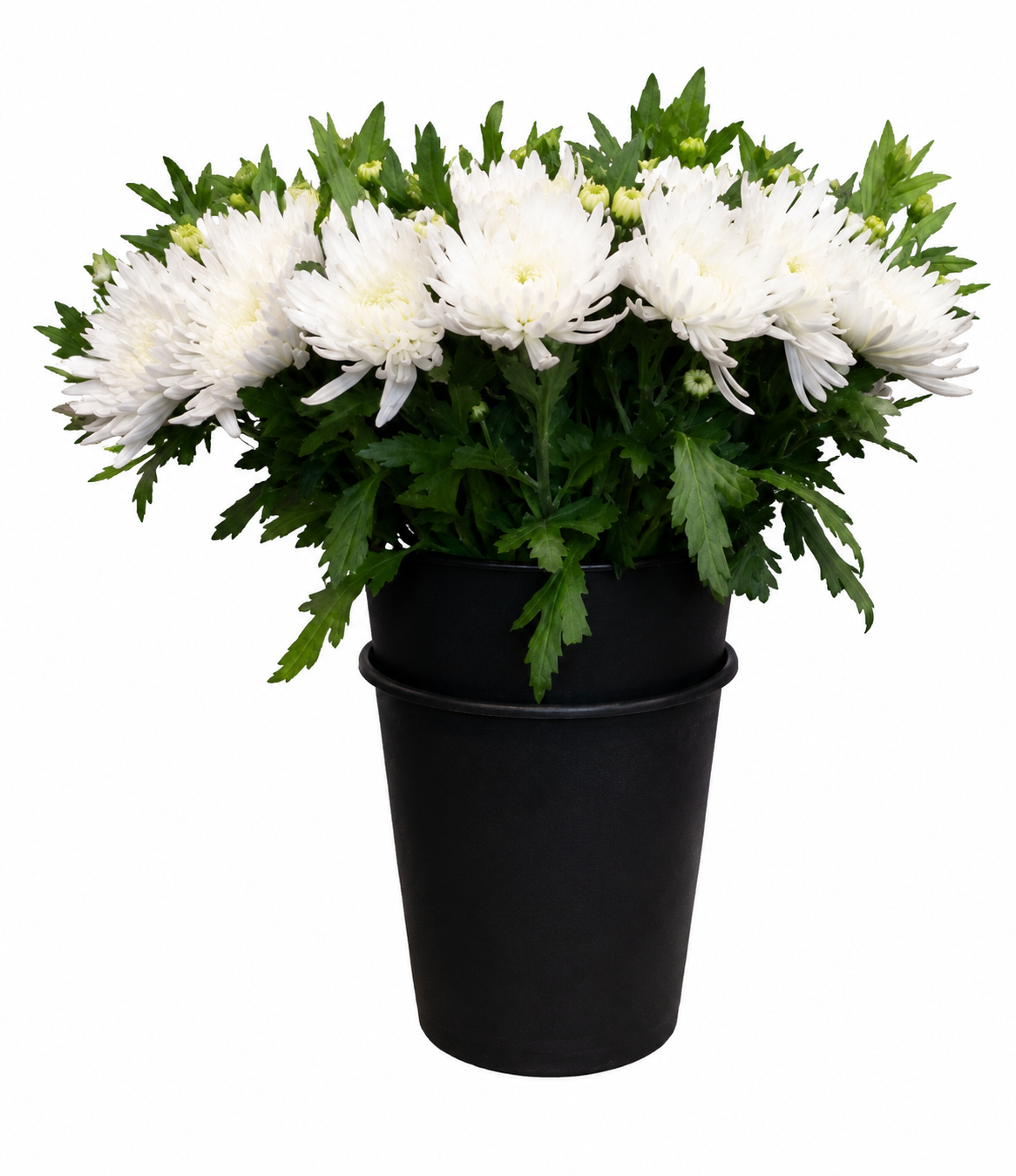 Chrysanthème blanc (à personnaliser)