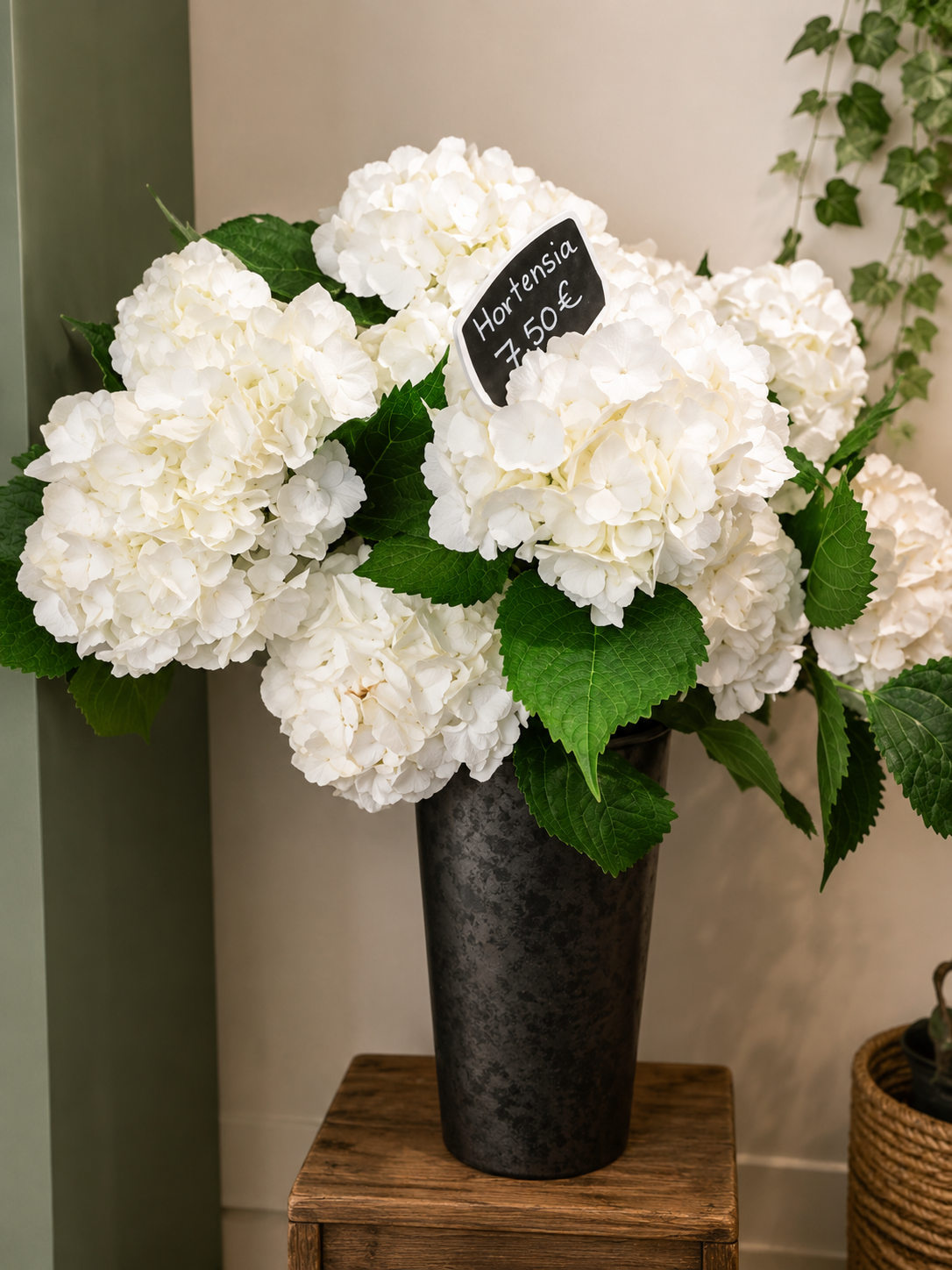 Hortensia « Pureté Blanche » (à personnaliser)