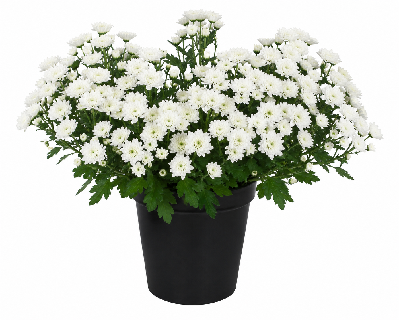 Marguerites blanches (à personnaliser)