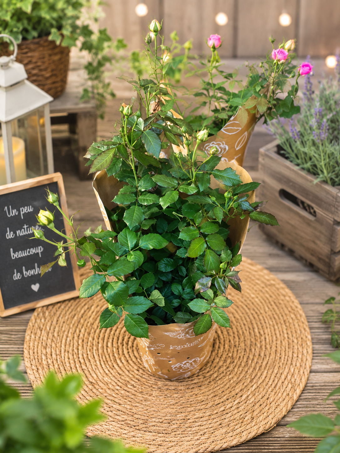 Rosier « Jardin de Tendresse »