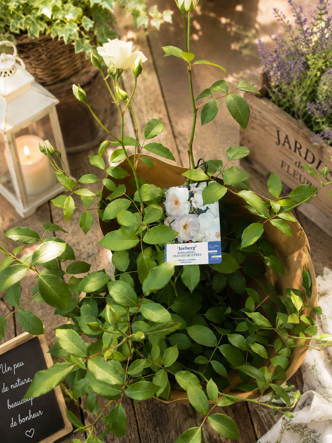 Rosier « Pure Élégance »