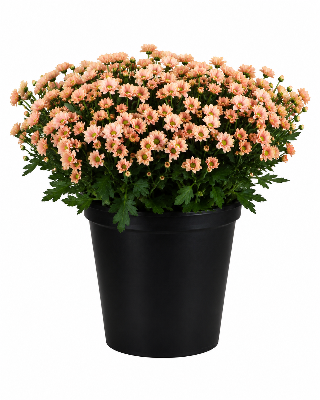 Chrysanthème rose pastel(à personnaliser)