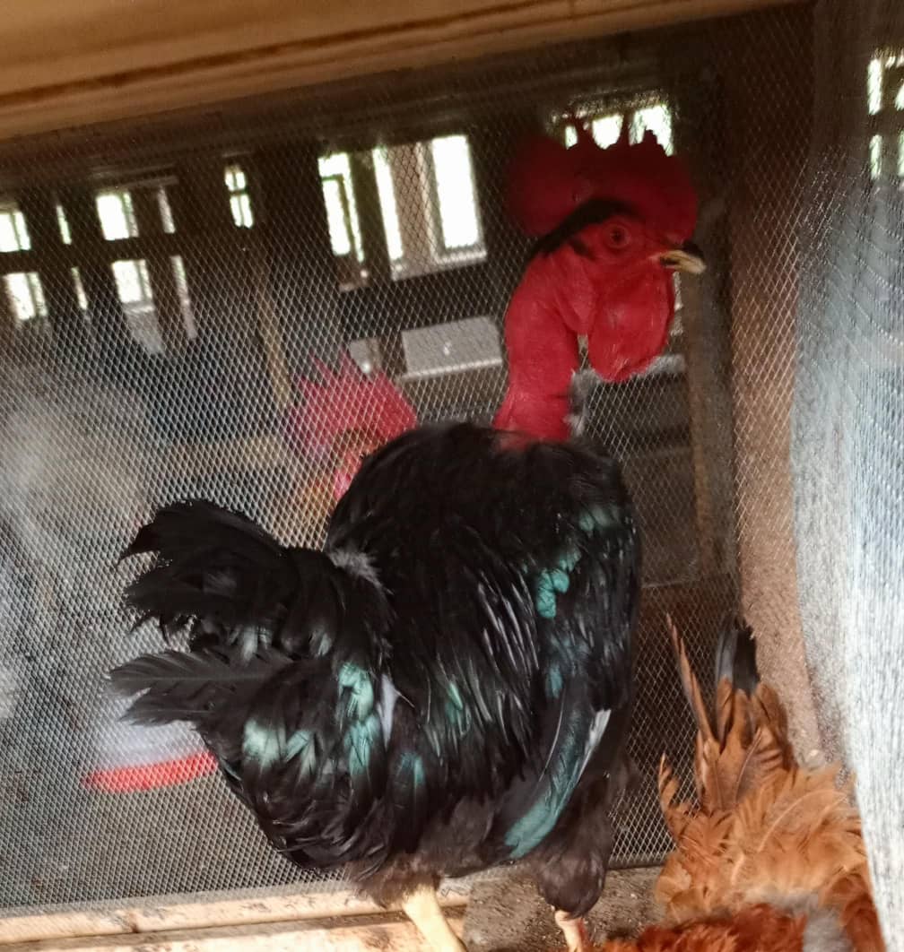 Logo de Poulet Brahmâ 🦃🦃