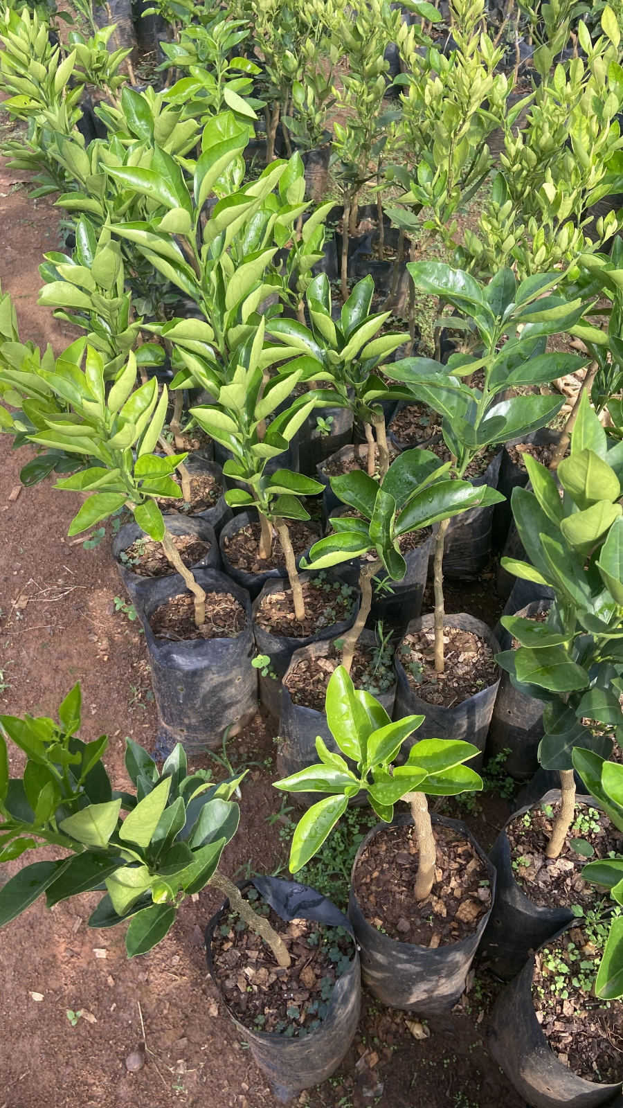 Arbre fruitier greffé ( agrumes: orangé,mandarinier ,citronnier) avec plusieurs variétés - 2