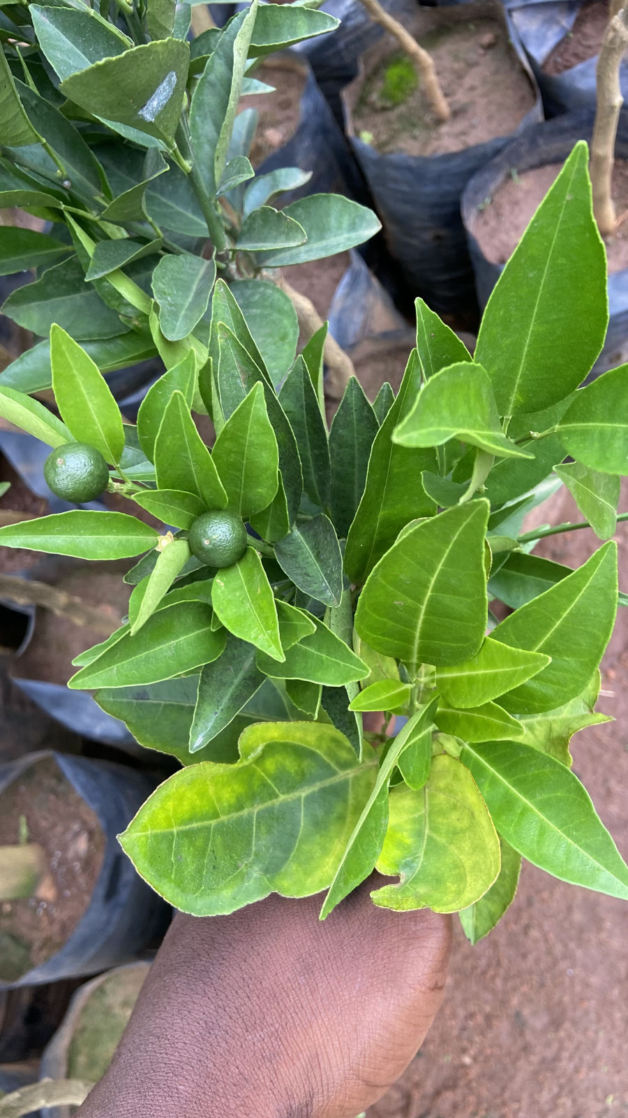 Arbre fruitier greffé ( agrumes: orangé,mandarinier ,citronnier) avec plusieurs variétés - 5