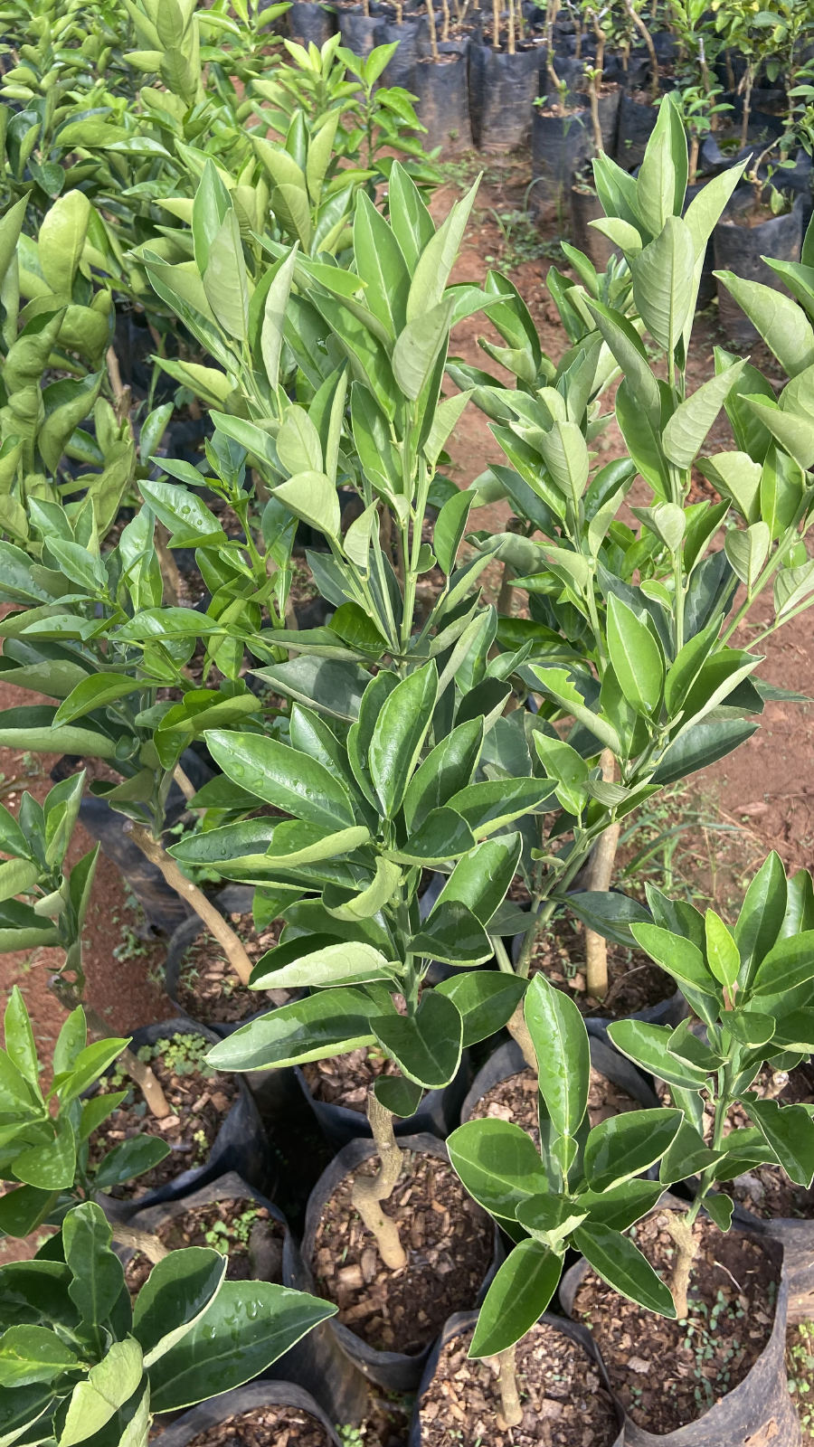 Arbre fruitier greffé ( agrumes: orangé,mandarinier ,citronnier) avec plusieurs variétés - 3