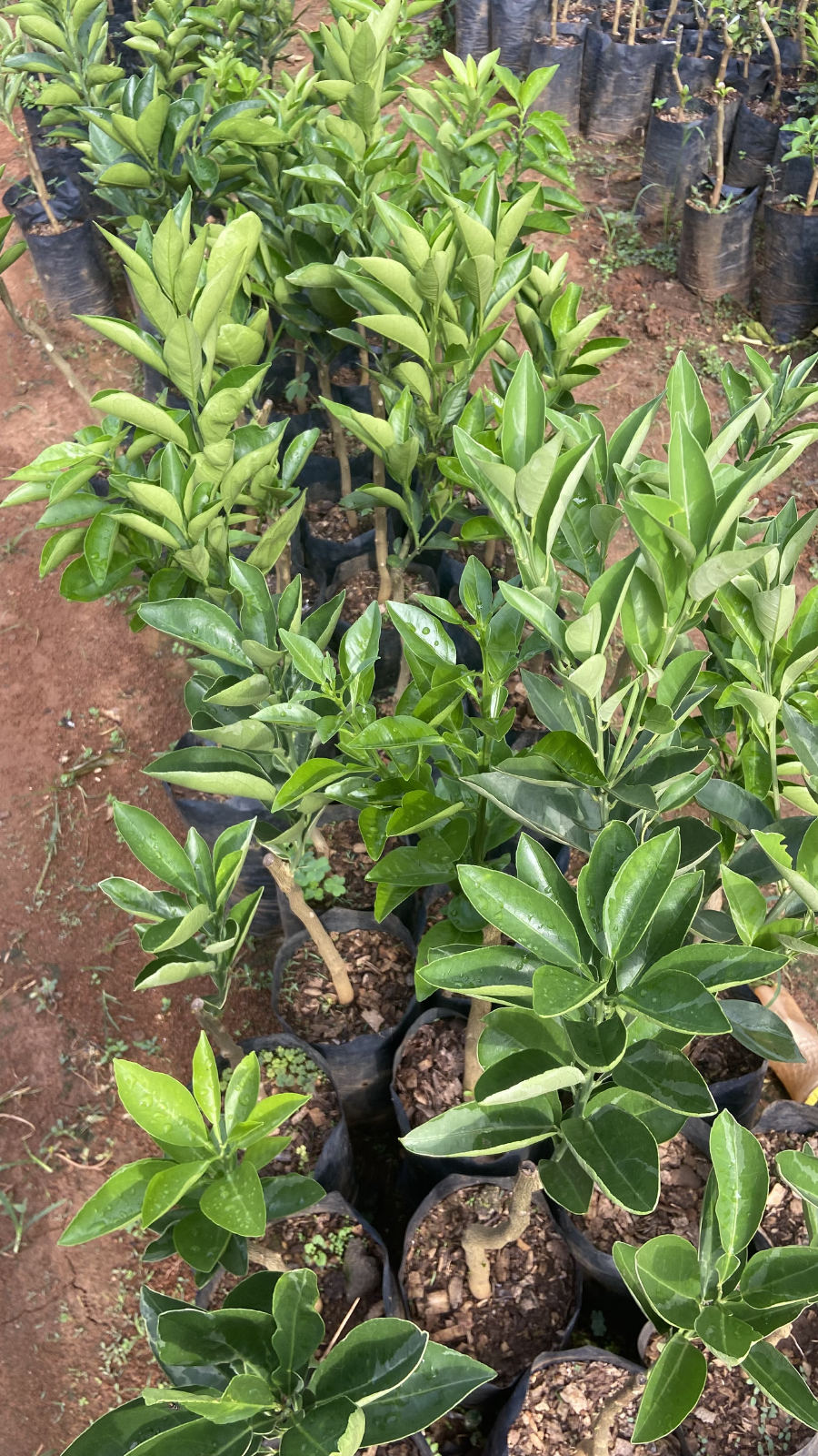 Arbre fruitier greffé ( agrumes: orangé,mandarinier ,citronnier) avec plusieurs variétés - 4